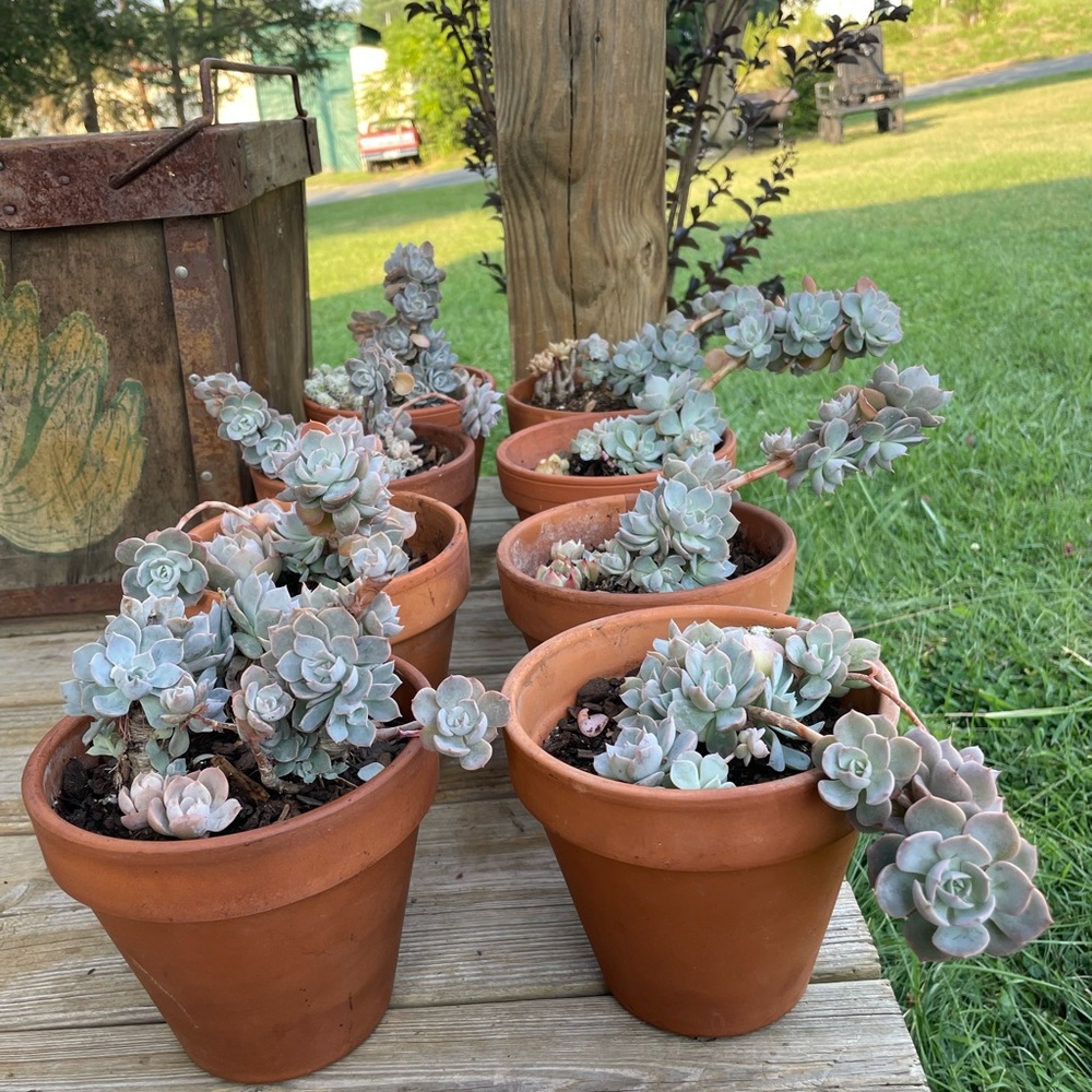 Hybrid Cante Echeveria Succulents